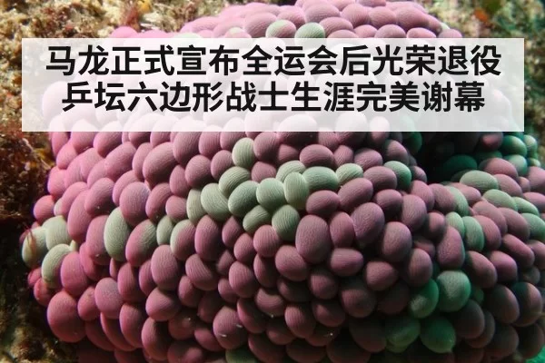 马龙正式宣布全运会后光荣退役 乒坛六边形战士生涯完美谢幕